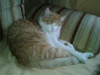 В районе магазина “Норфа” (бывш. “Клайпеда”) вечером 28 июля пропал крупный рыжый с белым животом кот.(Тишка)
